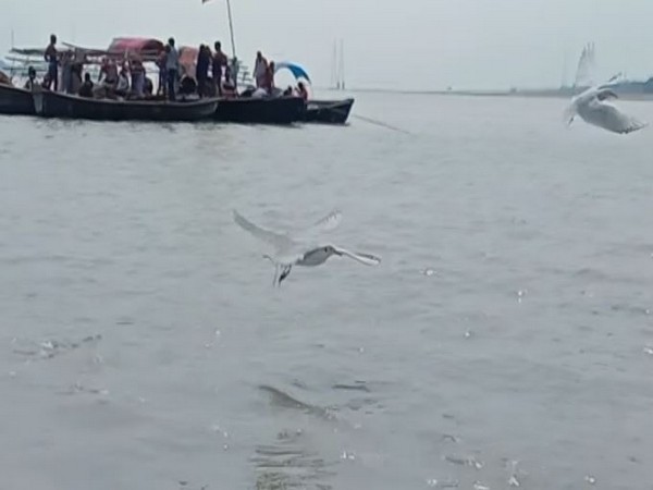 Siberian birds flock to Sangam, attract tourists in Prayagraj