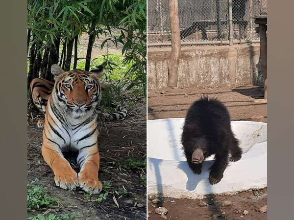 Delhi zoo gets two tigresses, sloth bears from Maharashtra for conservation breeding