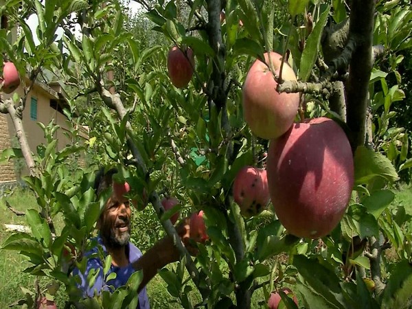 Apple harvesting season in full swing in Kashmir Valley