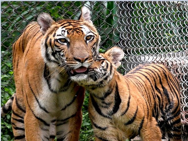 UP CM Yogi to name 2 leopard cubs at Gorakhpur zoo 