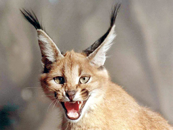 Gujarat Allocates Rs 10 Crore for Caracal Conservation Centre