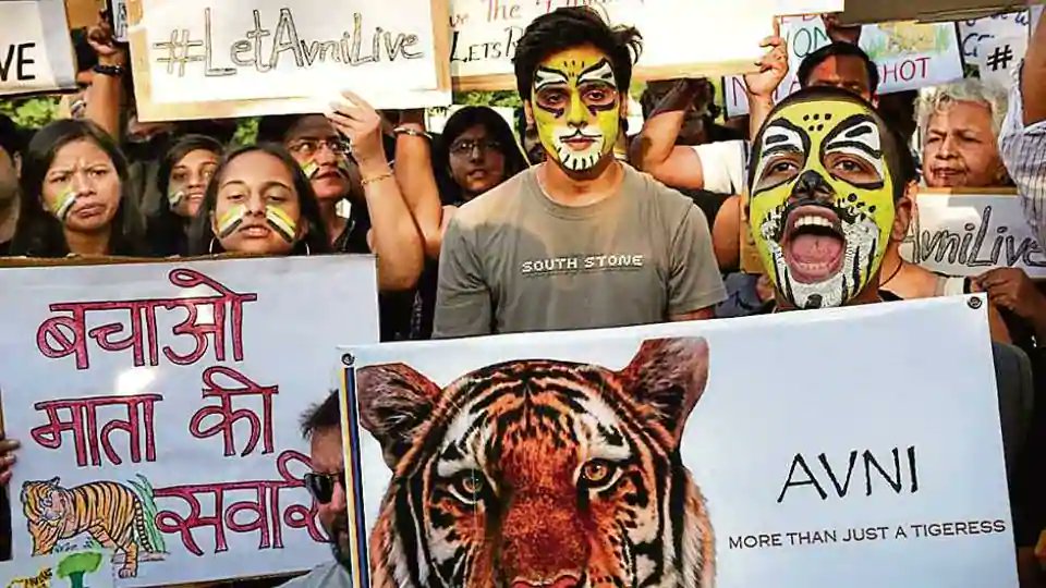 Maneka Gandhi warns action against killing of tigress Avni