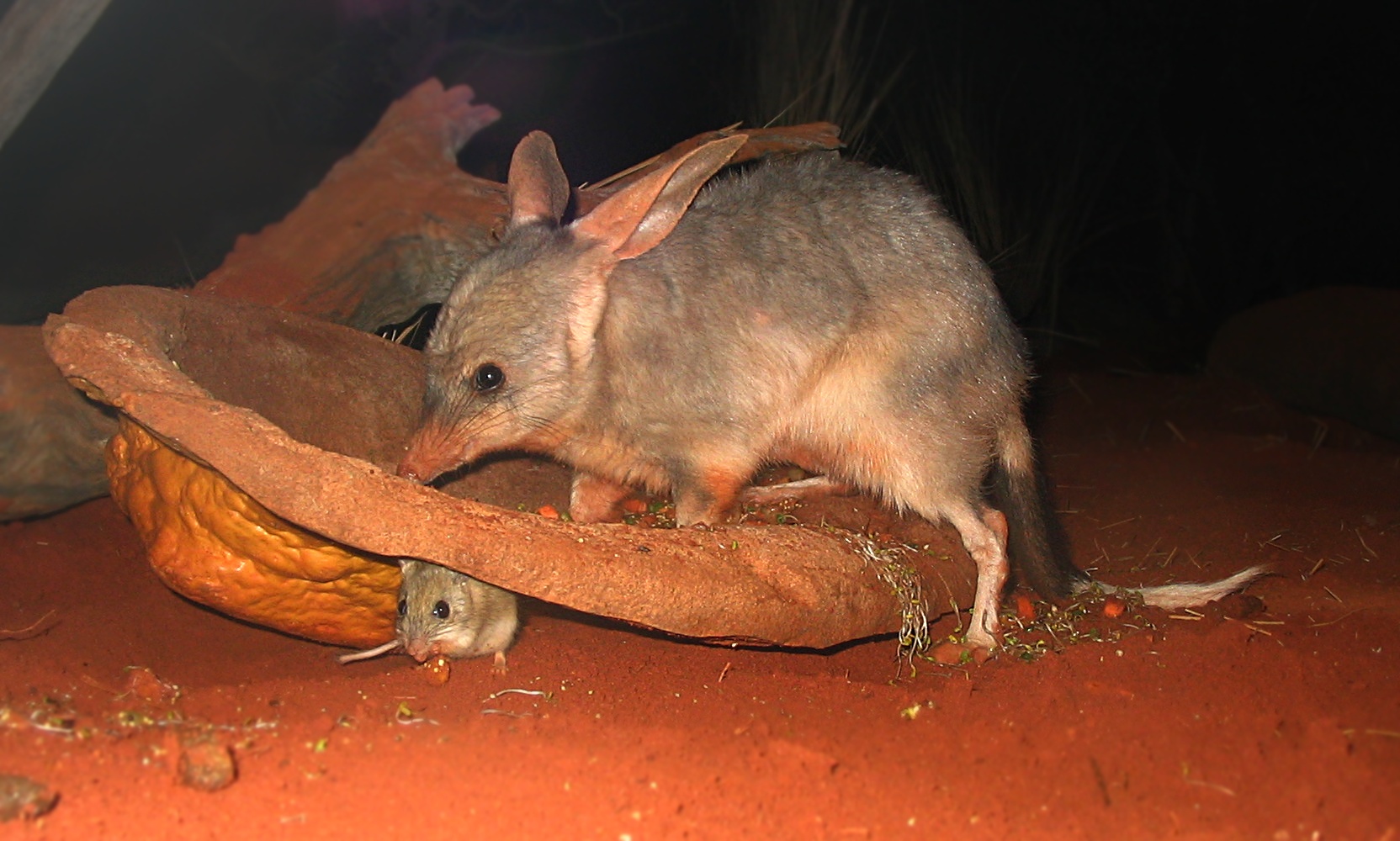 New survey raises hope for endangered Australian marsupial or 'bilbies'