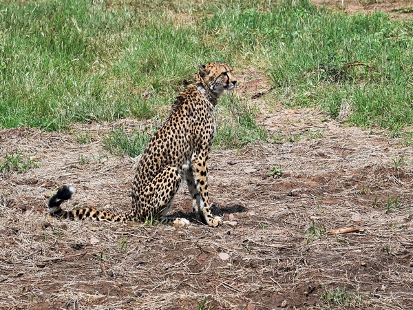 Madhya Pradesh Celebrates International Cheetah Day with Wildlife Revitalization