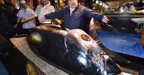 This year Japanese bluefin tuna weighing 278 kg grabs record USD 3.1 mn