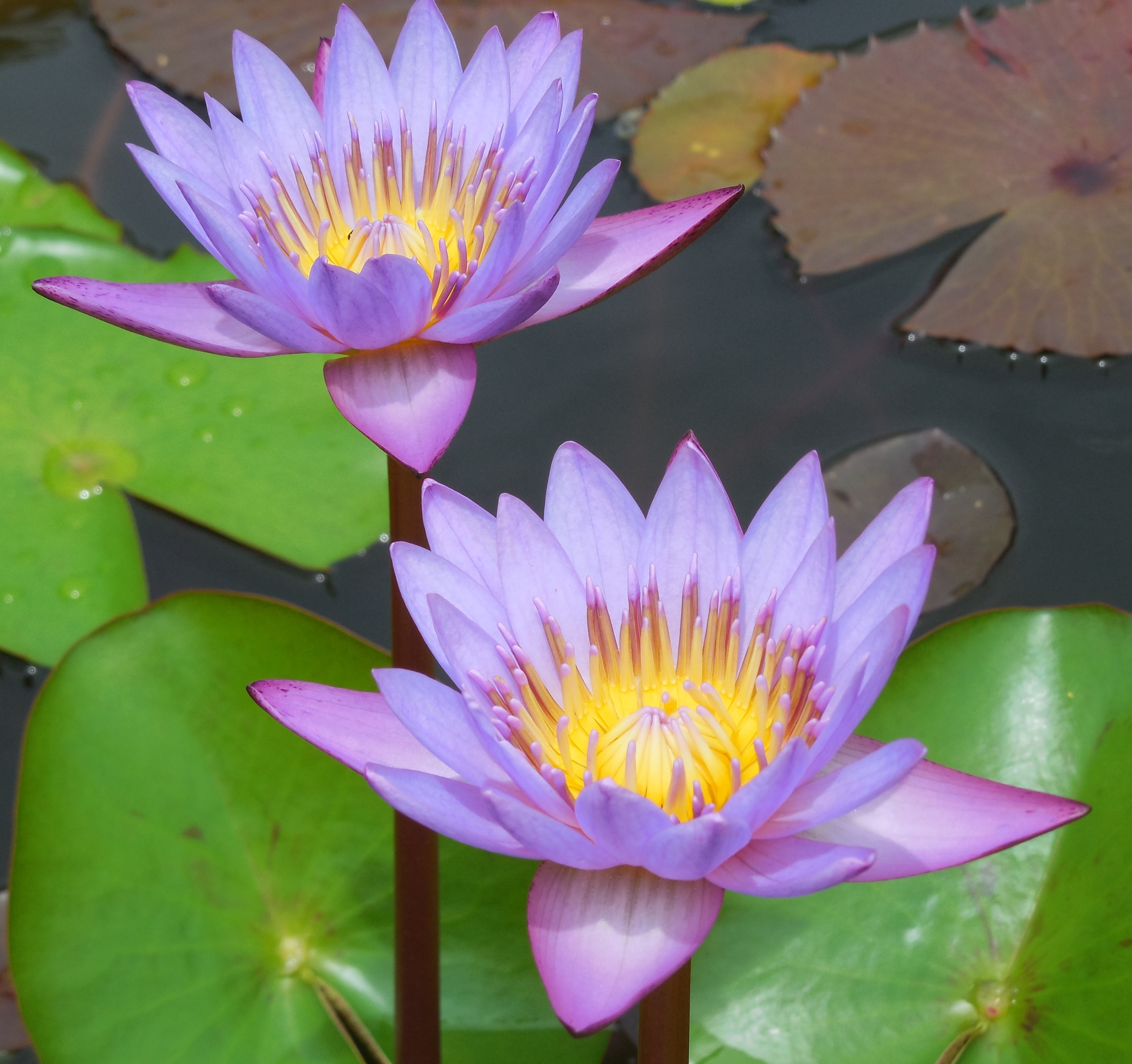 Water lily genome sheds light on evolution of all flowering plants: Study