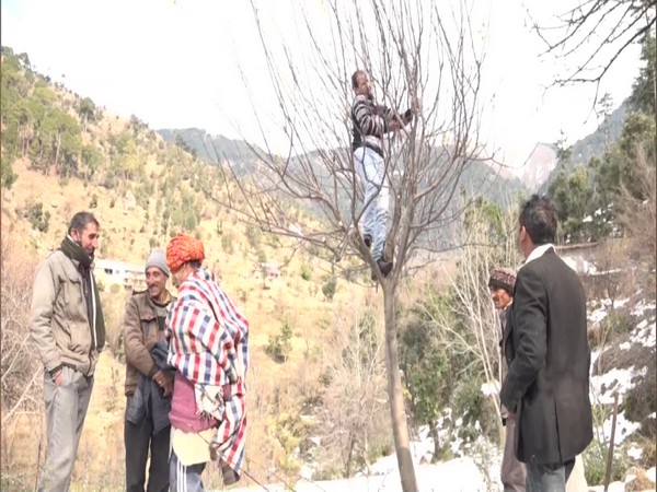 With timely snowfall, apple growers from J-K's Udhampur hope for good crop