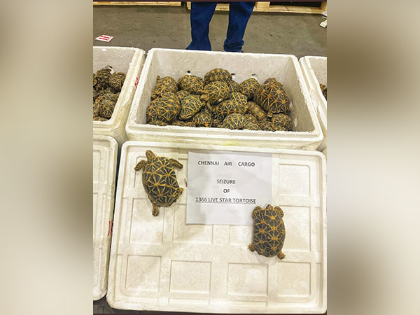 Chennai Air Cargo Customs seizes 1,364 live star tortoises