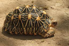 Bid to smuggle over 1,000 star-tortoises to Malaysia foiled at Chennai airport