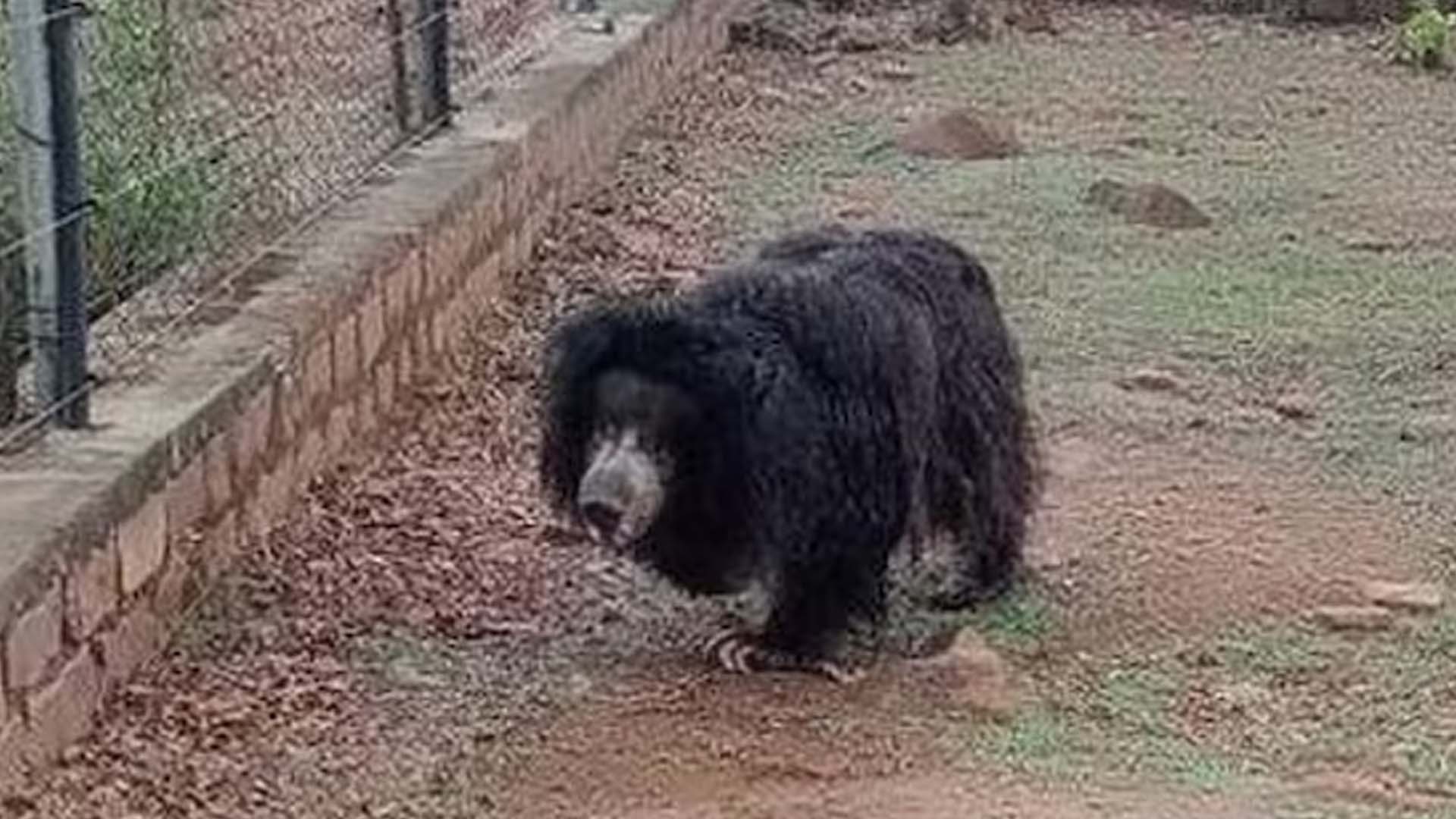 'India's oldest' sloth bear in captivity dies at 36 in Bhopal zoo