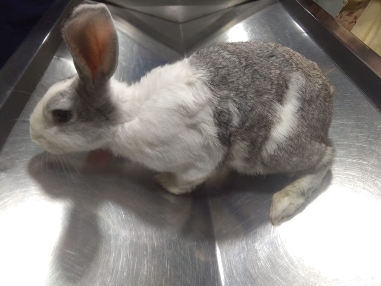 Veterinarians removed 500 gms tumor from rabbit’s chest