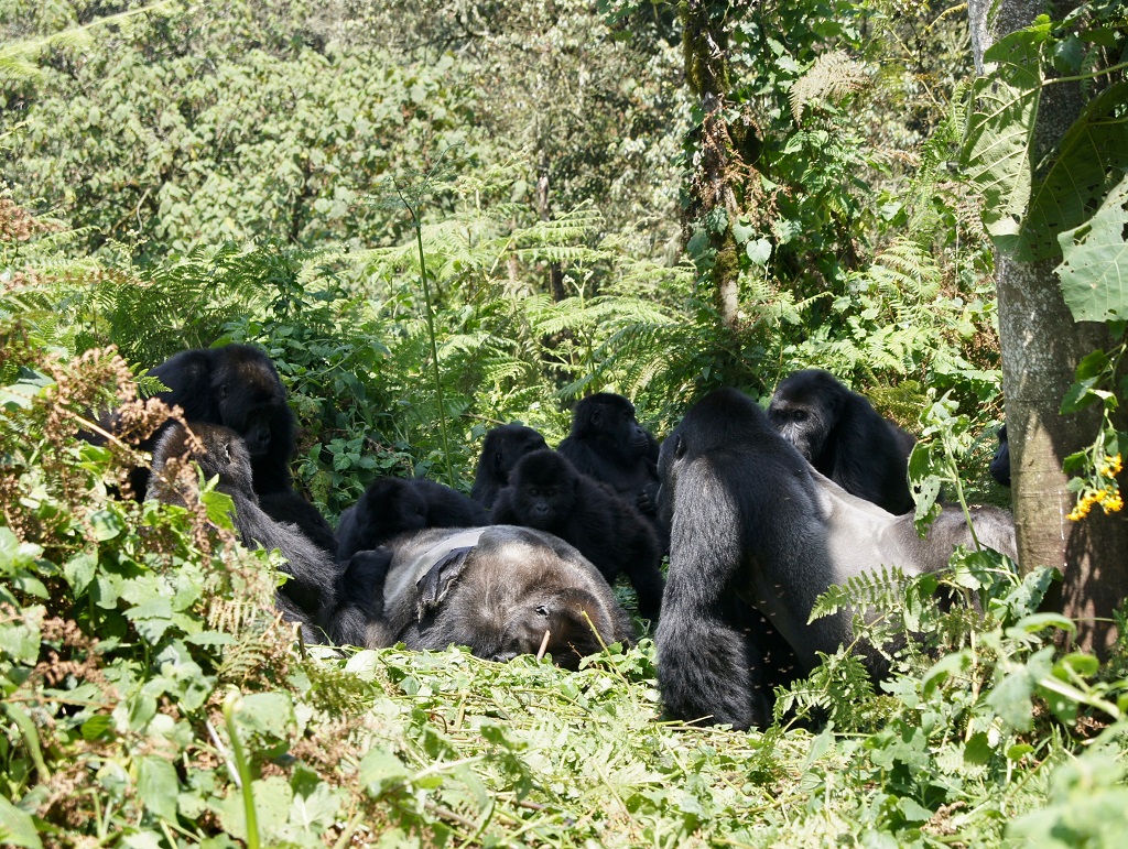 Watch how Gorillas grieves by gathering around their dead relatives body