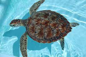 Is global warming helping loggerhead turtles colonise the Med?