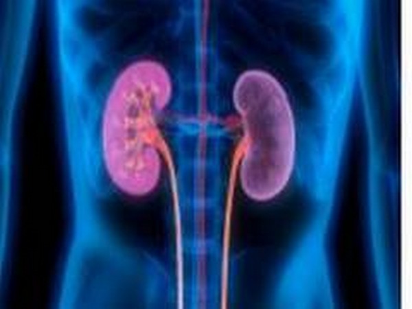 Changes in proteins play important role in ageing kidneys, study finds
