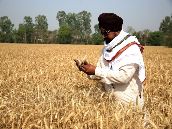 Wheat in surplus for entire year in India, farmers getting good prices: Centre