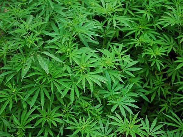 Zimbabwean farmers hope for whiff of cannabis boom