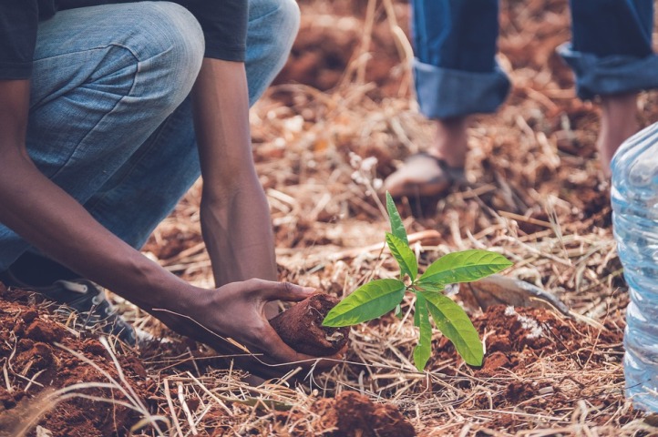 Over 9 lakh saplings planted in Noida, Greater Noida in a day