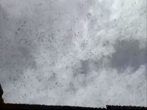 Haryana issues alert after swarms of locusts enter Rewari, Gurgaon districts