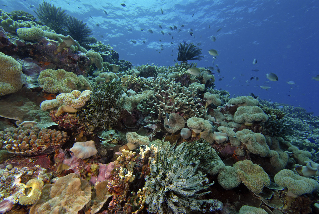Science News Roundup: 'Reef stars' promote new growth in Bali's dying coral ecosystem