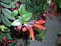 'Lipstick' plant rediscovered in Arunachal after 100 years