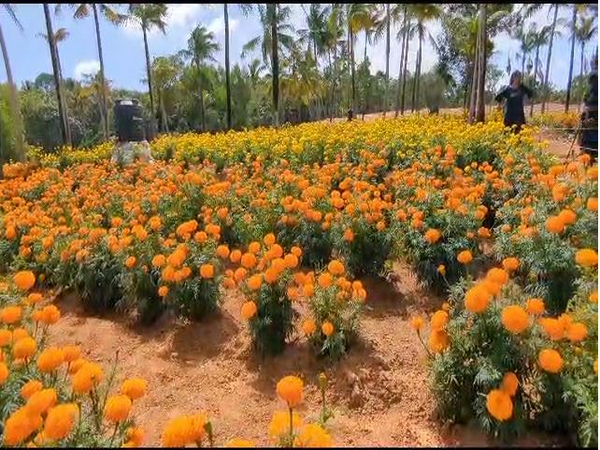 Kerala: Marigold cultivation in Kattakkada attracts tourists ahead of Onam 