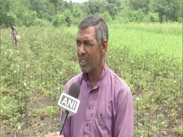 Bhopal-based farmer grows red ladyfinger in his garden