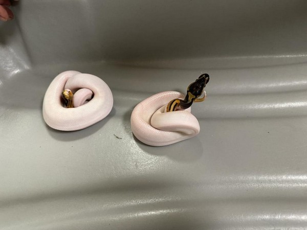 Customs officials seize rare snakelets from a passenger at Chennai Airport