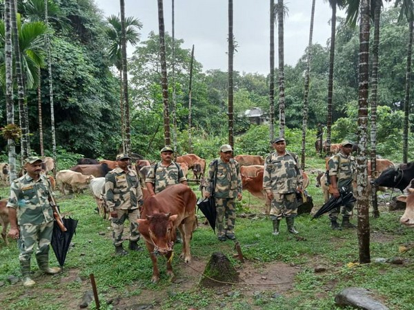 Meghalaya: BSF rescues 74 head of cattle on international border in East Khasi Hills