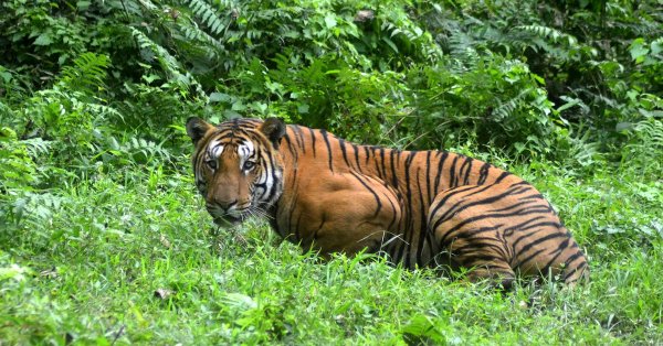 Maharashtra: Govt sets up four-member committee to probe killing of tigress Avni