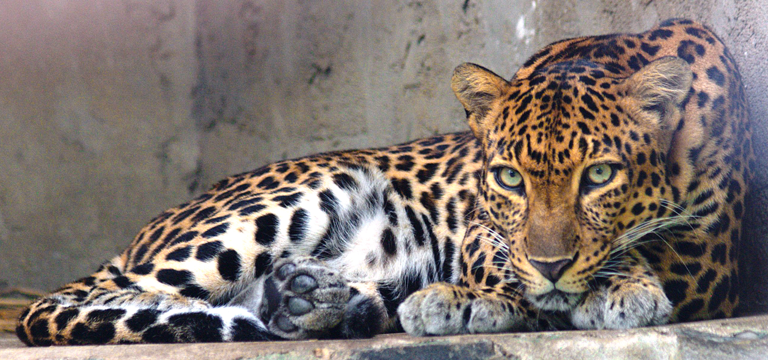 Leopard found dead in 30-ft well in MP