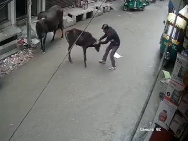 Delhi Police arrest man for thrashing calf 