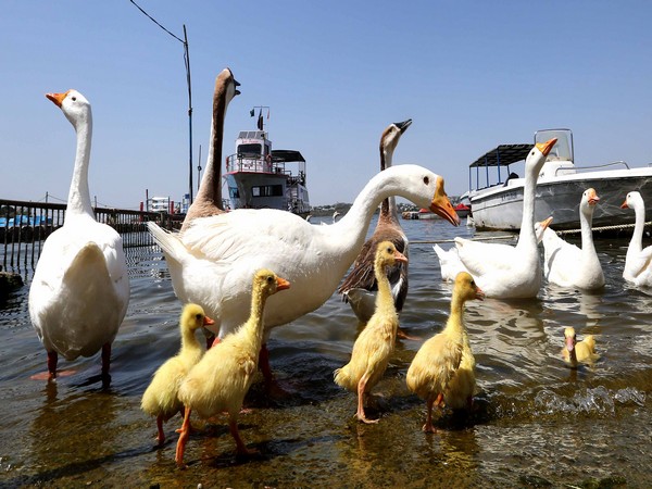 Health Ministry deploys teams to Avian influenza affected districts in Kerala, Haryana