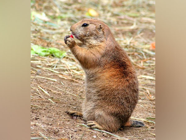 Impact of prairie dog plague diminished on others: Study