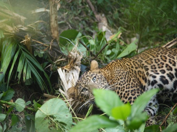 Leopard Rescue Operation Sparks Prohibitory Orders in Kannur