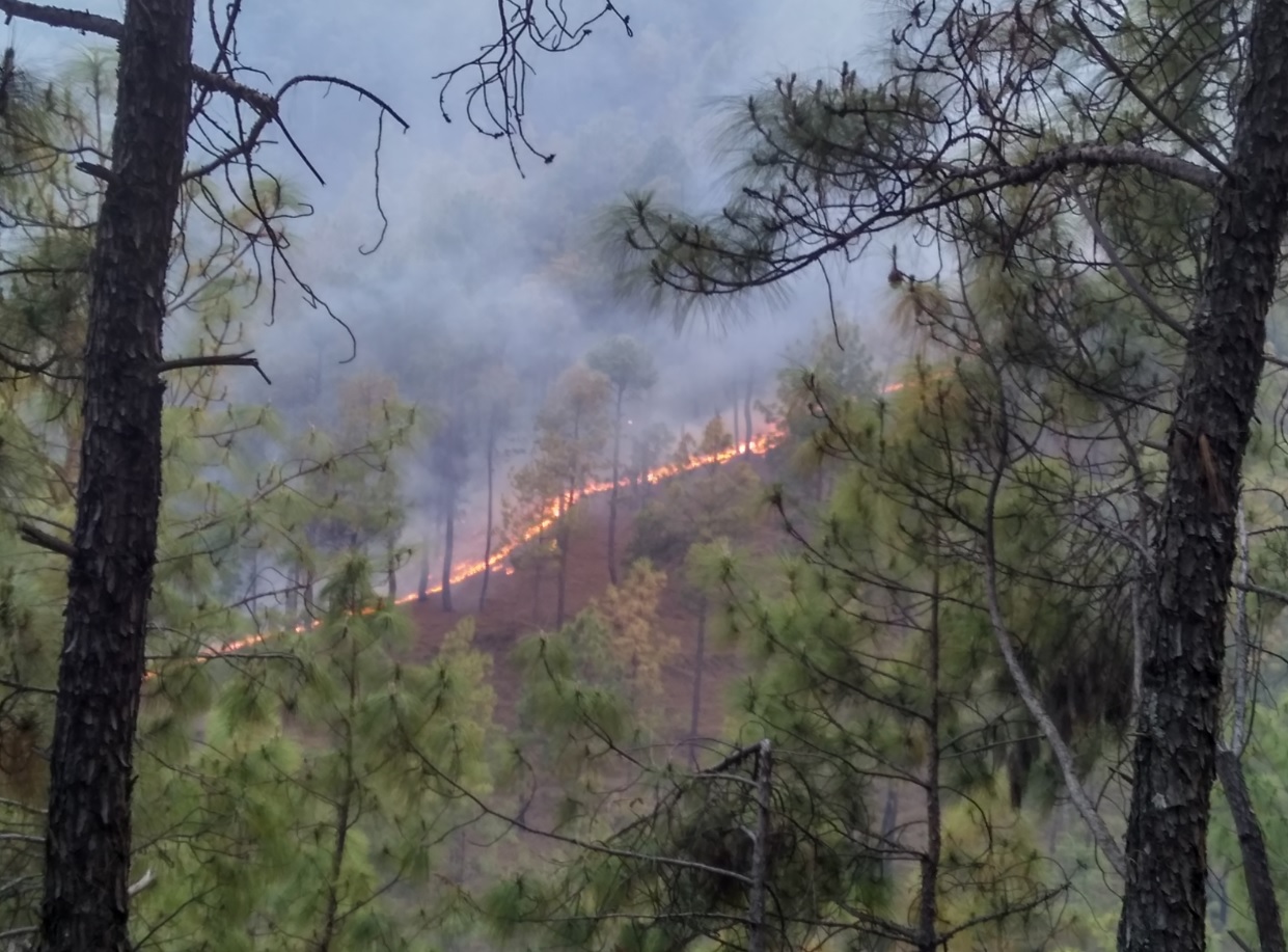 64 fresh incidents of forest blazes reported from across Uttarakhand