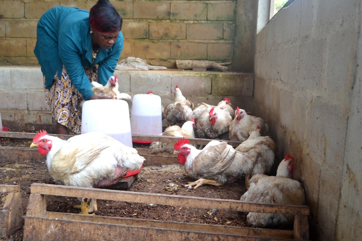 FAO trains farmer for curbing antimicrobial resistance in poultry value chain in Zimbabwe