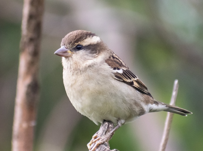 Srinivasan Services Trust prepares action plan for sparrow conservation