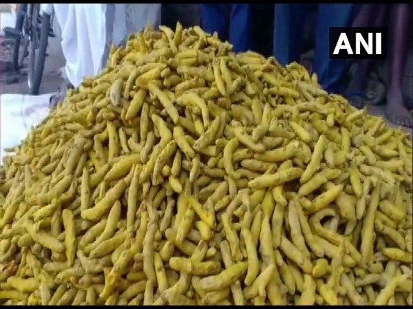 Karnataka: High turmeric prices bringing smiles on faces of Belgavi's farmers