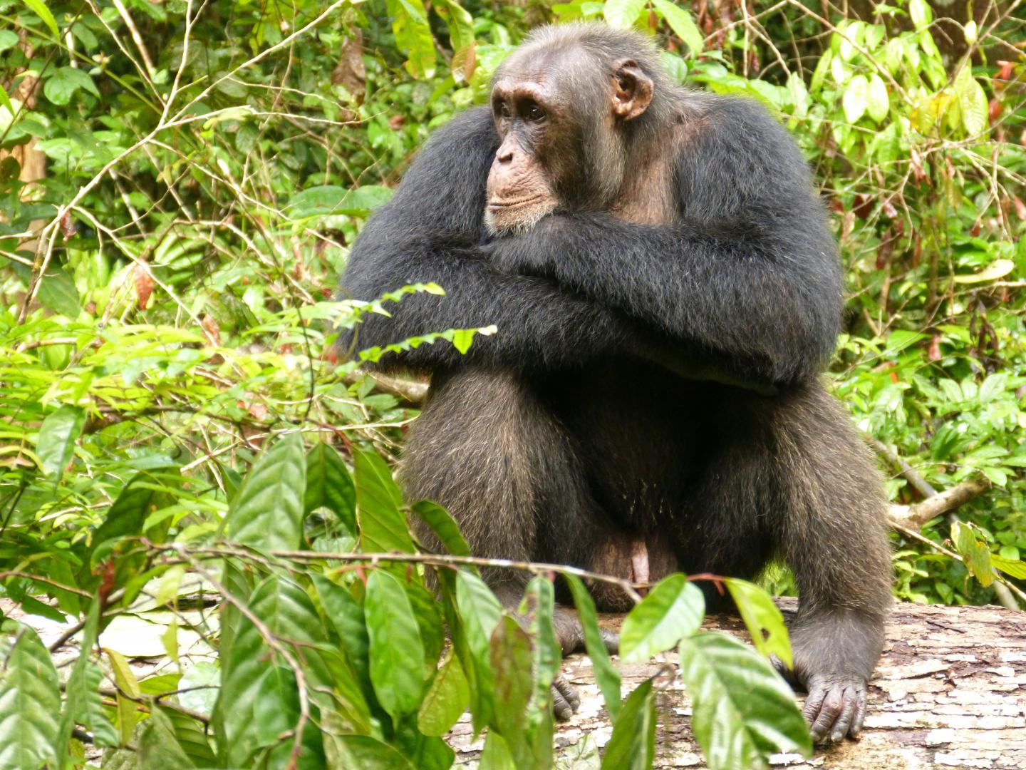New Study Reveals, Social Insecurity also stresses chimpanzees
