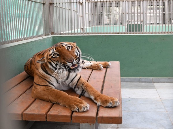 Bengal tiger called Covid gives Mexico zoo hope during pandemic