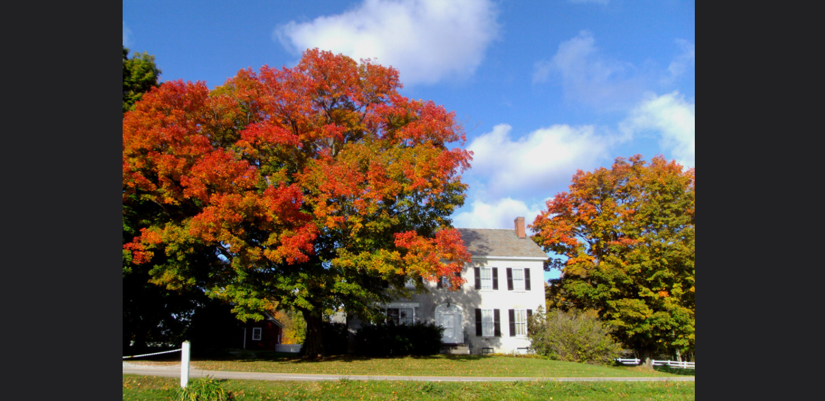 One of country's largest sugar maples removed for safety