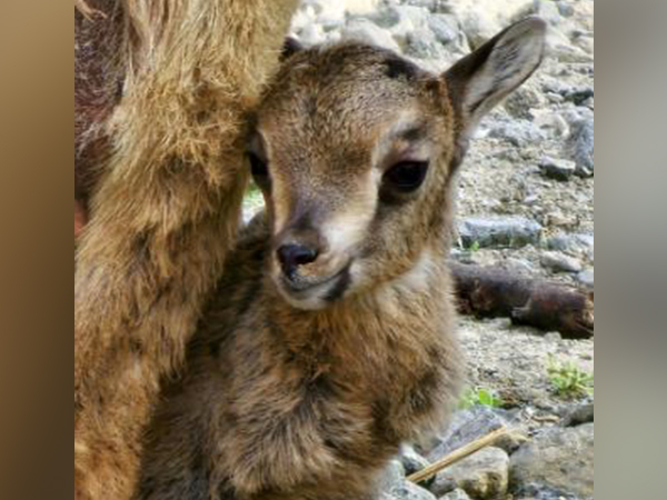 Al Hefaiyah Mountain Conservation Centre witnesses first birth of an Arabian Tahr