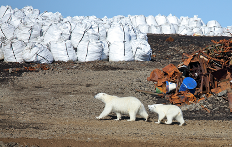 UN study claims human activities 'threaten more species now than ever before'