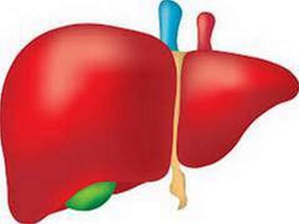 Growth hormone assists with liver regeneration post-surgery, says study