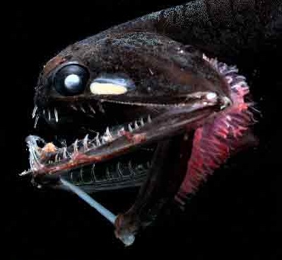 Mystery of deep-sea dragonfish's see-through teeth solved