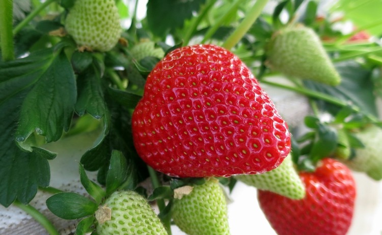 Spanish strawberry growers slam campaign for German supermarket boycott