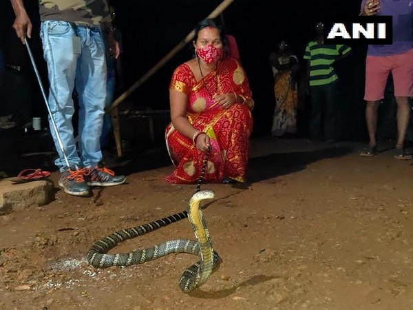 8-foot king cobra rescued by woman in Odisha's Mayurbhanj
