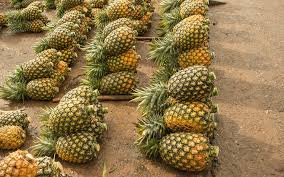 Mizoram exports pineapples to Dubai