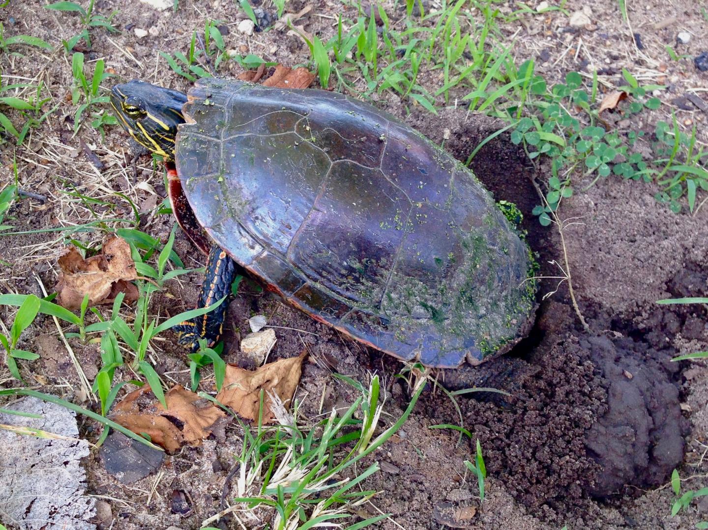 How scientists believe geography influences sex determination in painted turtles-Study