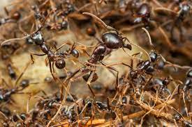 Science News Roundup: The ants go marching one by one - 20 quadrillion of them; Exclusive-Saudi Arabia buys pair of SpaceX astronaut seats from Axiom -sources and more 